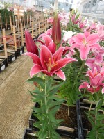 [4484 PO72 Euphoria No01.JPG]